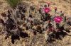 Cactus on Mary's Loop