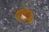 025-02-12-Mousse