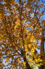 Foliage 1