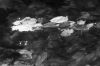 Water surface