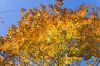Red-yellow-blue