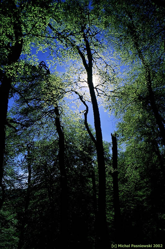 arbres_800.jpg