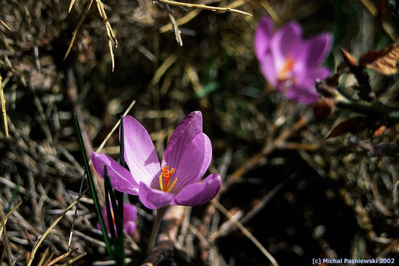 fleur_800.jpg