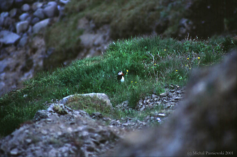 110 Husavik penisula east-puffin.jpg (68 KB)