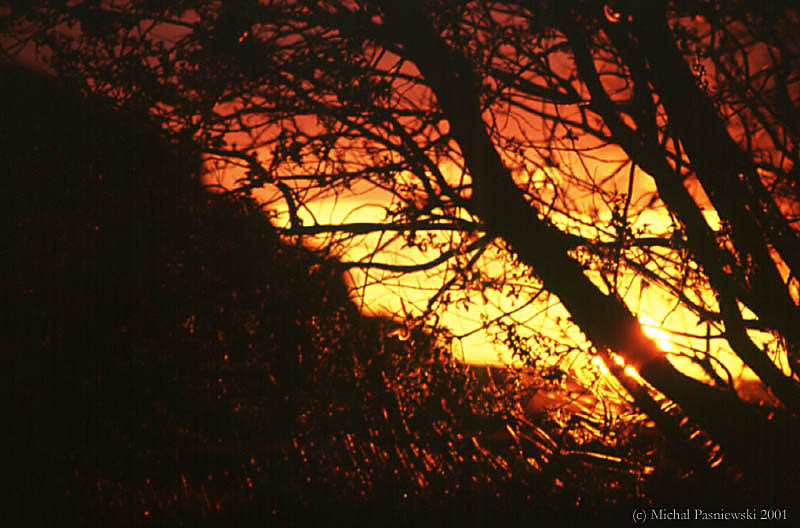 113 Asbyrgi camp-midnight sun.jpg (85 KB)