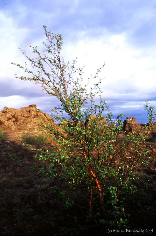 301v Myvatn-Dimmuborgir-birch.jpg (104 KB)