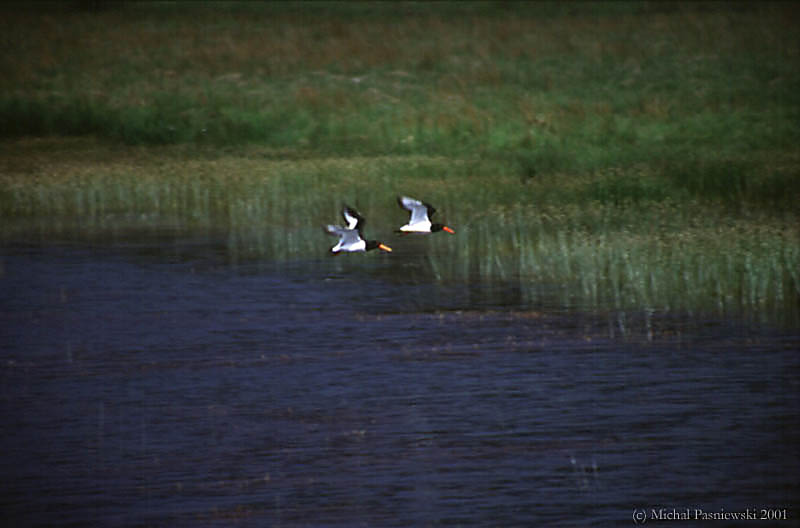 326 Birds by the road.jpg (39 KB)