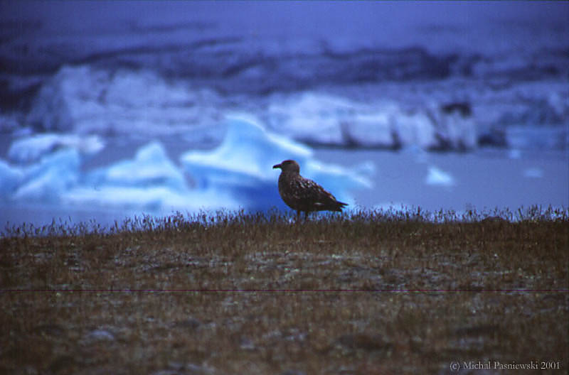 401 Jokulsarlon-A falcon.jpg (49 KB)
