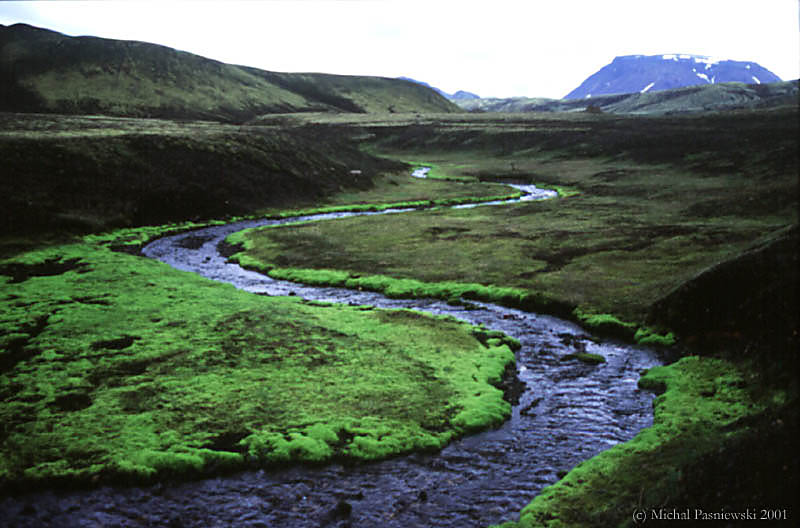 607 Landmannalaugar track-Fresh grass.jpg (75 KB)