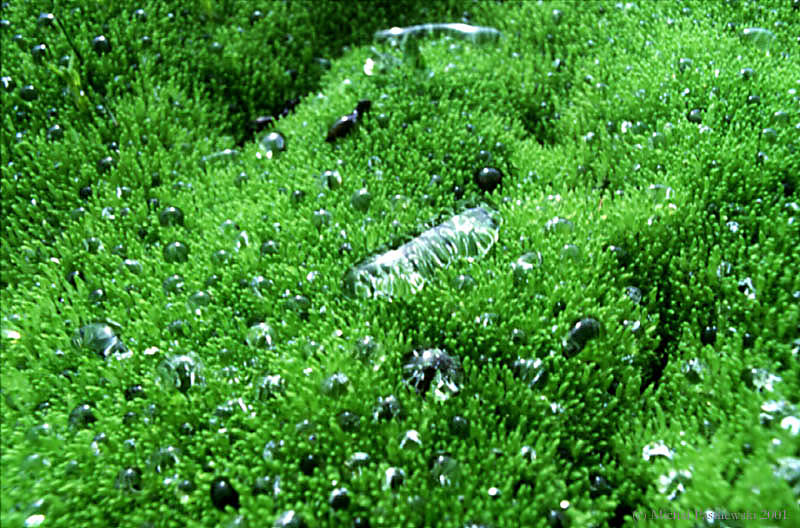 610 Landmannalaugar track-Grass.jpg (130 KB)