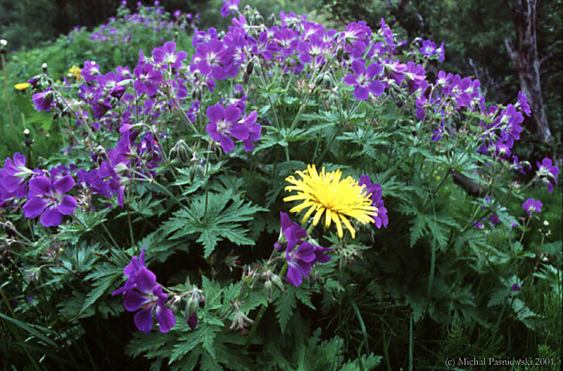 701 Landmannalaugar track-Porsmork forest.jpg (107 KB)