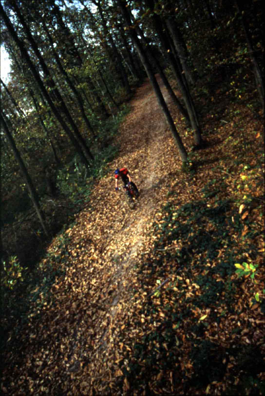 Michal-Forest-2