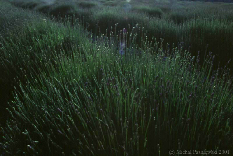 20-Champ de lavende vers Laragne
