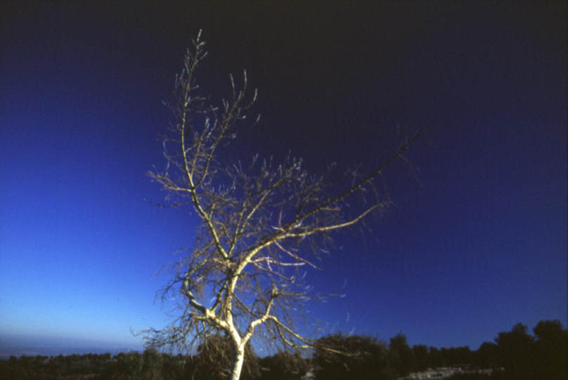 arbre