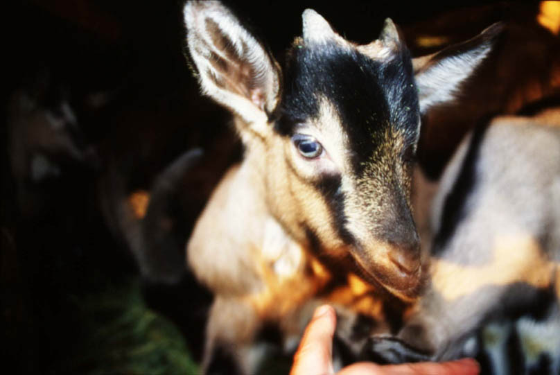 petit_chevre