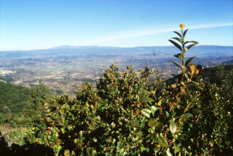 plante_paysage